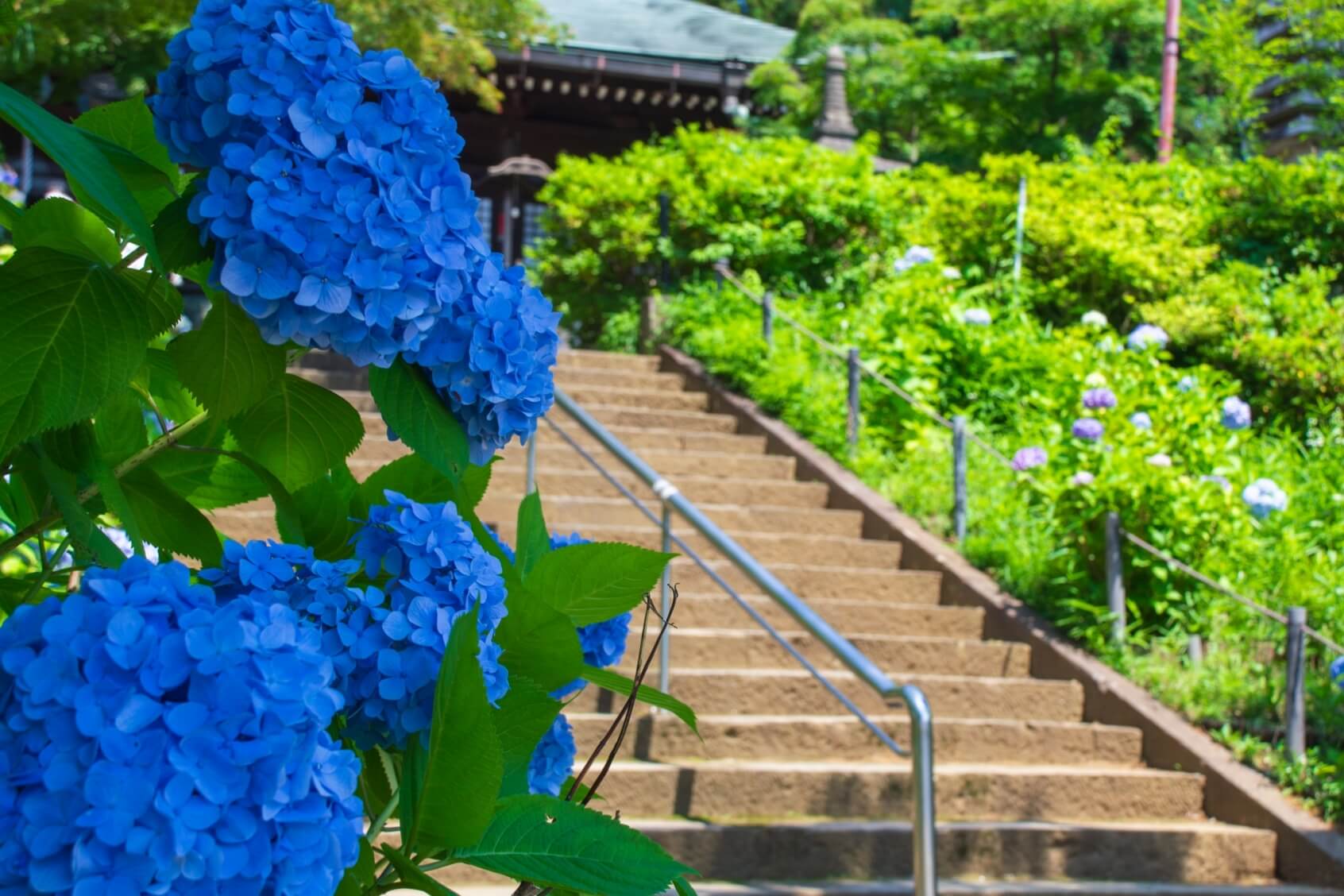 本土寺