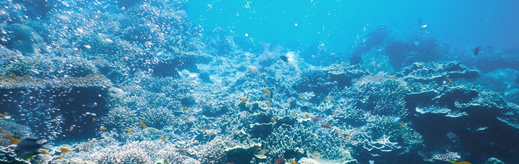海の恵み