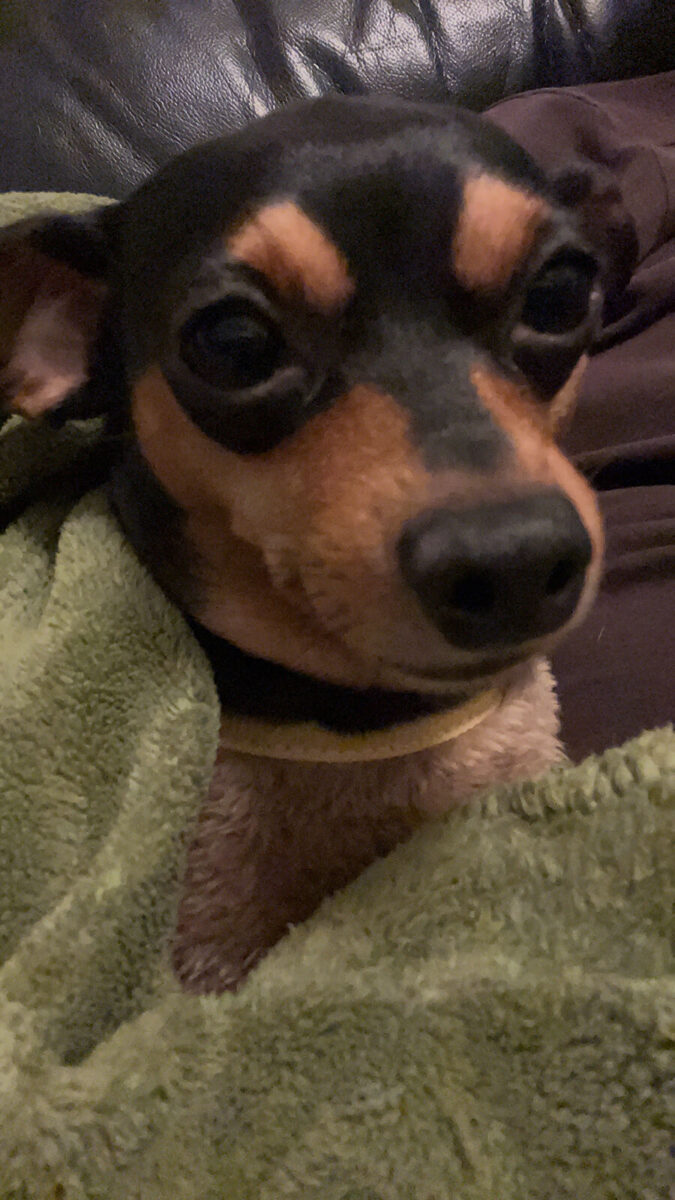 愛犬です